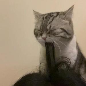 胸大美女乳头大高朝版
